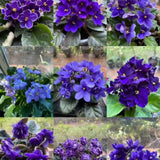 Blue African Violets Live Plants House Plants in 4" Pot, Vibrant Blooms for Indoor Décor, Home or Office, Easy to Grow