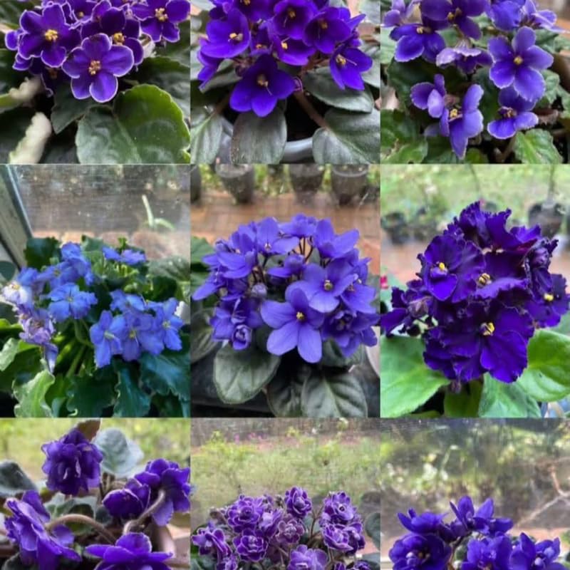 Blue African Violets Live Plants House Plants in 4" Pot, Vibrant Blooms for Indoor Décor, Home or Office, Easy to Grow