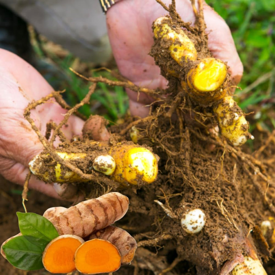 15 Yellow Turmeric Roots for Planting, Curcuma Turmeric Rhizomes, Live Curcuma Roots, Hardy Perennial Herb Plants