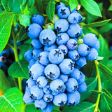 2 Blueberry Plants Live for Planting, Sweet Blueberry Bushes Live Plant, 5 to 12 Inch Height, Fruit Tree Live Blueberry Plant, Well-Rooted Plants (Misty Blueberry)