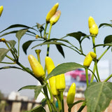 20 Hot Pepper Seeds, Vegetable Seeds for Indoor Outdoor Garden