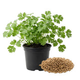 500 Cilantro Seeds for Planting, Cilantro Herb Seed, Fragrant and Green Herbs Shrub, Easy Care for Indoor Outdoor Gardening