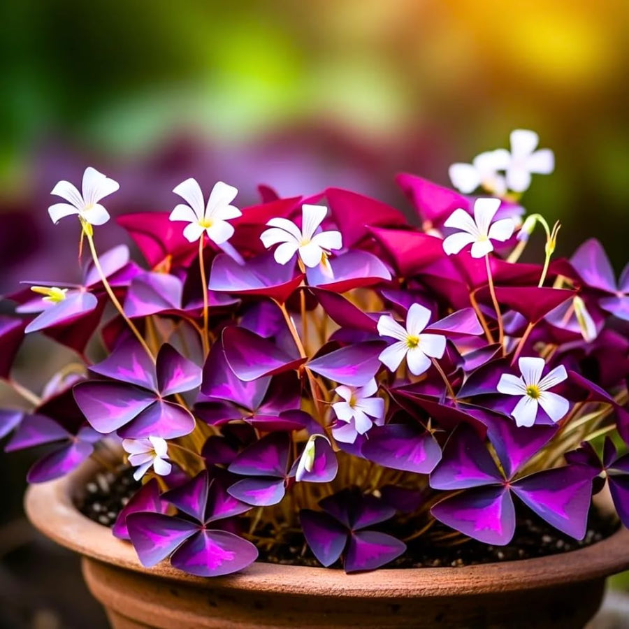 2 Deep Oxalis Shamrock Plants Live, 4-8 Inch Tall, Oxalis Triangularis Plants for Indoor or Outdoor Planting, Easy Care Perennial, USDA Zones 7–10