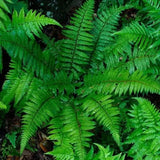 5 Rare Fern Rhizomes Live Plants for Planting, Ferns Live Plants Outdoors Indoors Full Shade, Bare Roots, Fast-Growing