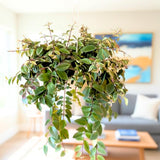 2 Variegated Lipstick Vine Plant, Lipstick Plants Live, 4 Inches Pot for Planting