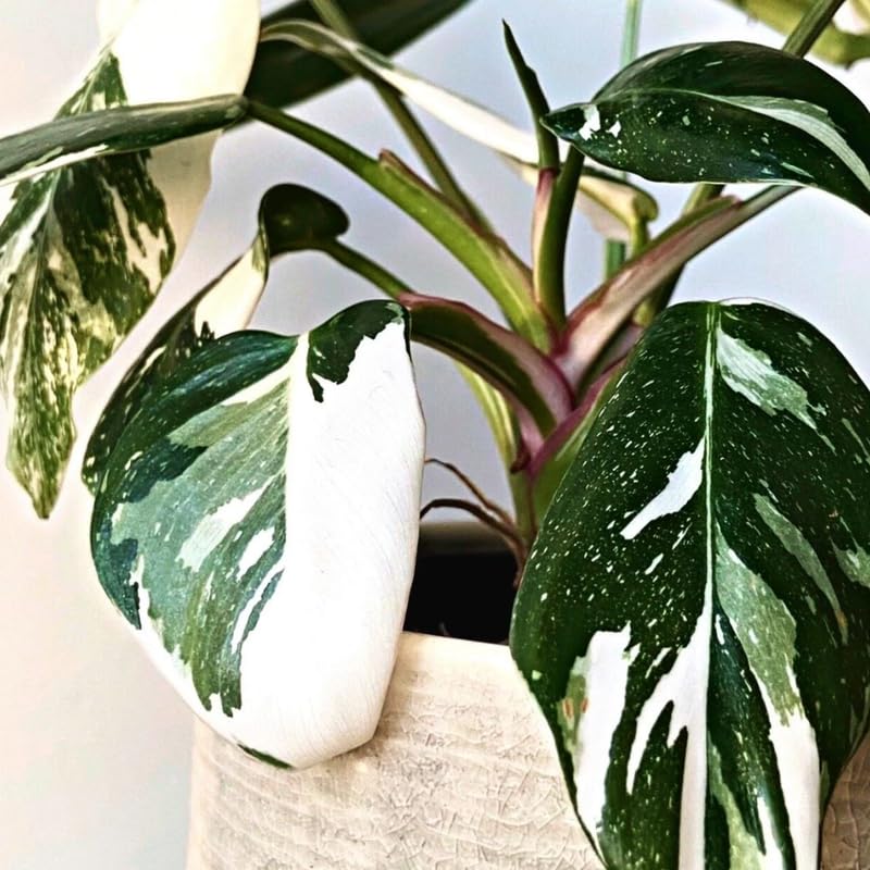 2 Princess Philodendron Live Plants, Variegated Philodendron Plants, Rare Tropical Houseplant, No Pot