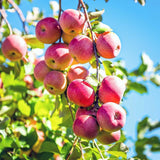 Pink Apple Tree Live Plant, Sweet Apple Plant Live for Planting, 2-3 Feet Height, Bareroot, Live Apple Tree Plant, Sweet Apple Fruit Tree