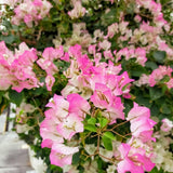 White Pink Bougainvillea Plant Live, Bougainvillea Live Plant, Well Rooted 5 to 7 Inches Tall, Colorful Long Lasting Blooms, Ideal for Trellis, Landscape and Outdoor Garden