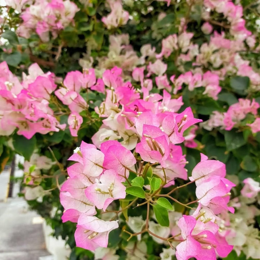 White Pink Bougainvillea Plant Live, Bougainvillea Live Plant, Well Rooted 5 to 7 Inches Tall, Colorful Long Lasting Blooms, Ideal for Trellis, Landscape and Outdoor Garden