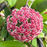 Hoya Pubicalyx Live Plant, Hoya Plants, Plant Tropical Vine 4-6 Inch for Houseplant