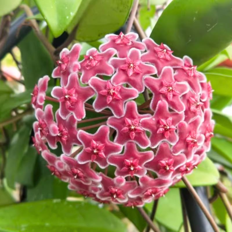 Hoya Pubicalyx Live Plant, Hoya Plants, Plant Tropical Vine 4-6 Inch for Houseplant