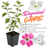 Pack 2 Pink Dogwood Trees Live Plants in Quart Pot, 1 Year Old 6-14 Inches Tall, Flowering Dogwood Trees Plants Live for Outdoor Planting Spring