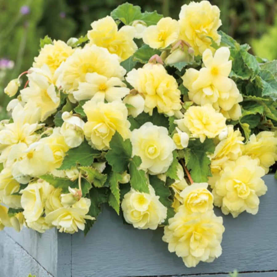 Begonia Live Plant Outdoor, Can Grow As Weeping Begonia, Yellow Begonia, Fast-Growing, Easy-Care Flowering Plant for Gardens Containers, 5-9” Tall, No Pot, Begonia Maculata Plants