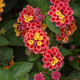 2 Lantana Plants Live, Perennial Live Flowering Lantana, Container Growing 4-9 Inch Tall