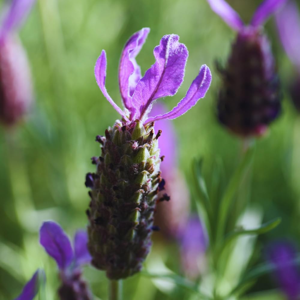 Lavender Plant Live, Purple Lavender Live Plant, Perennial Flower Herbs Plant Gardening 4 Inc Potted