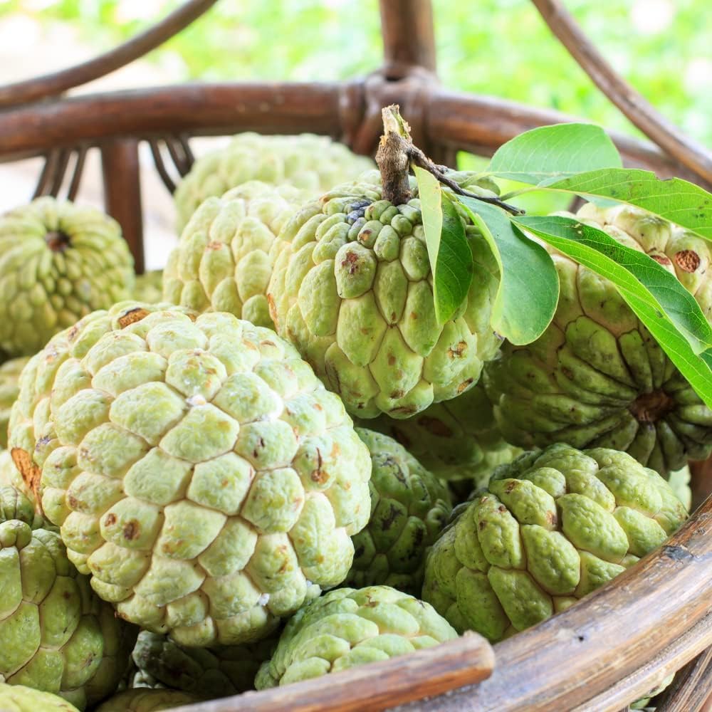Sugar Apple Plant Live, 8 Inches Tall in 3 Inch Pot, Annona Squamosa Tropical Fruit Tree for Indoor or Outdoor Growing