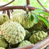 Live Sugar Apple Tree, Annona Squamosa Fruit Plant, 6-12 Inch Tall in 3” Pot, Tropical Custard Apple Plant