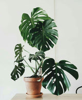 Monstera Plant Live, Rare Tropical Monstera Well Rooted, Live Philodendron Indoor Houseplant 4-8 Inches Ready to Grow (Deliciosa Monstera)