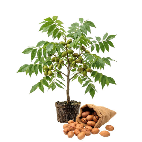Set 2 Pecan Tree Live Plant for Planting, Edible Nut Tree, 10-12 Inches Tall, Dormant, Bare Roots, Pecan Tree Seedling for Outdoor Garden