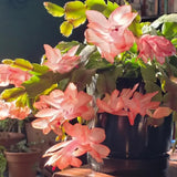 Orange Thanksgiving Cactus in 4" Pot for Spring Planting, Indoor Outdoor Home Decor