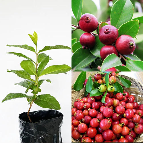 Strawberry Guava Tree Live Plant, Sweet Guava Fruit Tree Potted, 7-10 Inch Tall Ready to Grow Outdoor