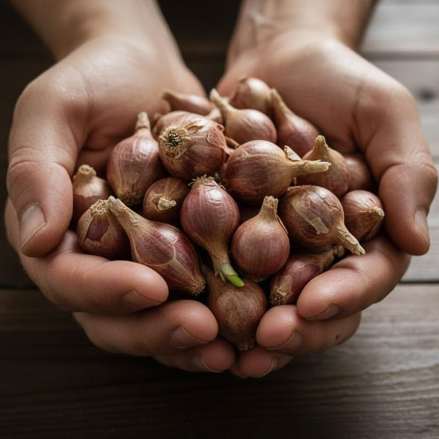 Pack 200 Walking Onion Seeds, Walking Onion Seeds for Planting, Hardy Onions, Perennial Vegetable for Backyard Garden