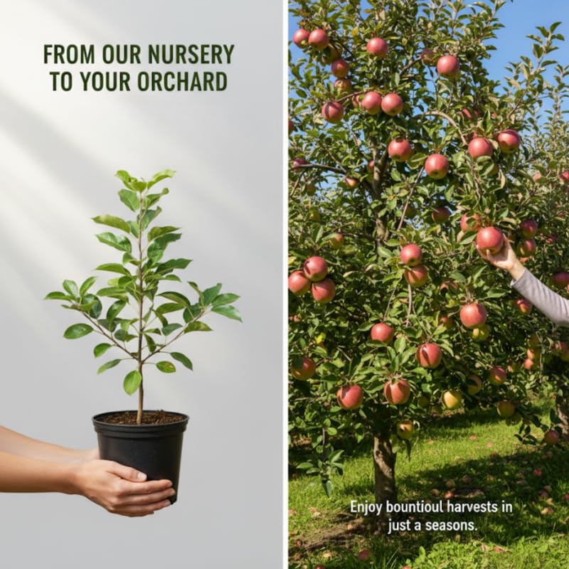 Large Fruit Apple Tree 2–3 Ft Tall, Fruit Apple Tree Plant for Outdoor Garden, Sweet Crisp Apples for Backyard Orchard or Home Garden Growing