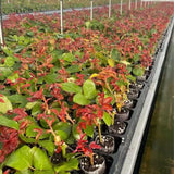 Yellow Roses Live Plants 7 Months Old, Rose Bushes Ready to Plant 5-9" Tall, Very Fragrant, Can Grow As Climber or Bush Tree or Trellises, Walls, Fences