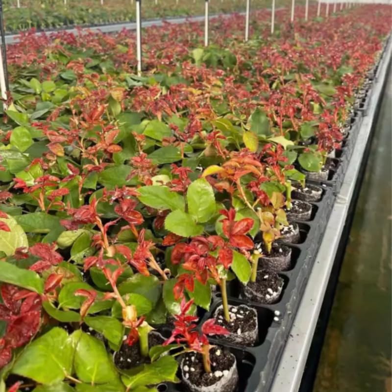 Medium Pink Dream Climbing Roses Live Plants 7 Months Old, Rose Bushes Ready to Plant 5-9" Tall, Very Fragrant, Can Grow As Climber or Bush Tree or Trellises, Walls, Fences