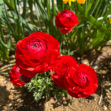 Ranunculus Bulbs, 25 Ranunculus Bulbs, French Peony Style Buttercup Corms, Spring Blooming Garden Flowers, Vibrant Flower Plant (Red Ranunculus)
