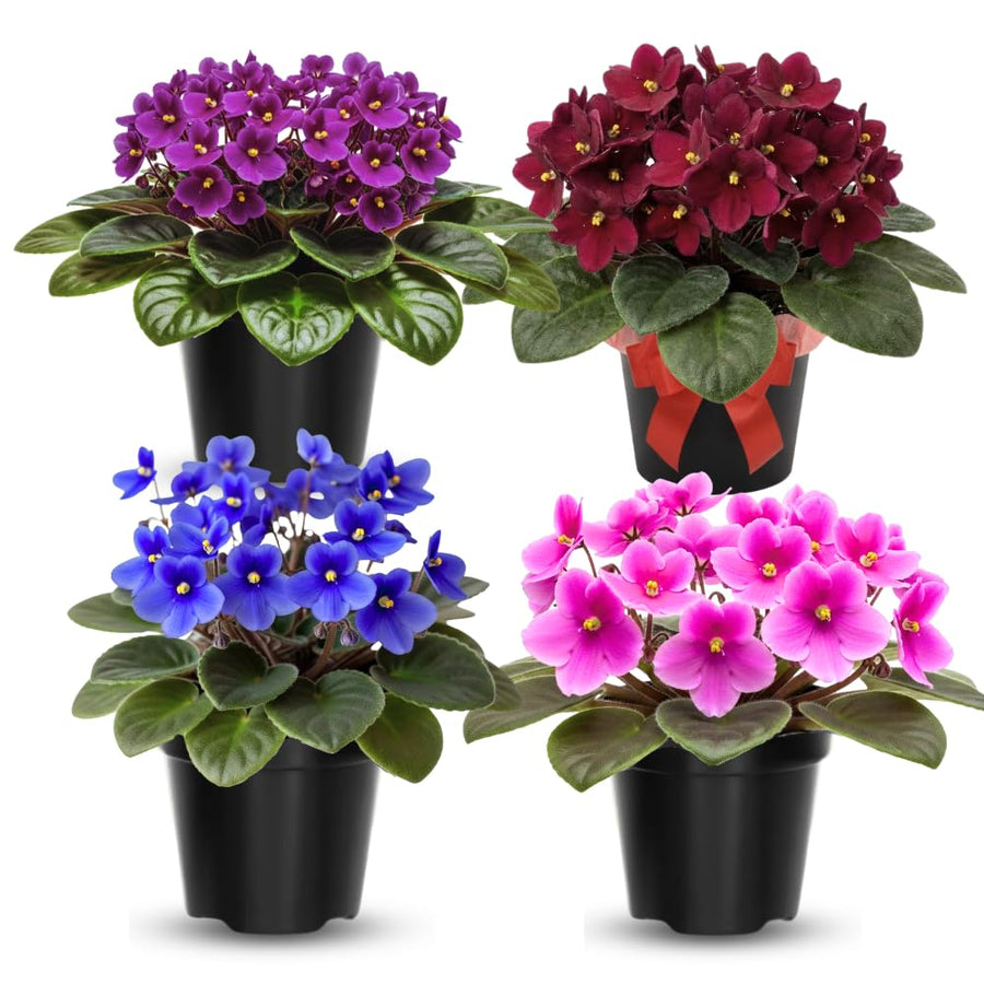 1 Random African Violets Live Plants House Plants in 4" Pot, Vibrant Blooms for Indoor Décor, Home or Office, Easy to Grow