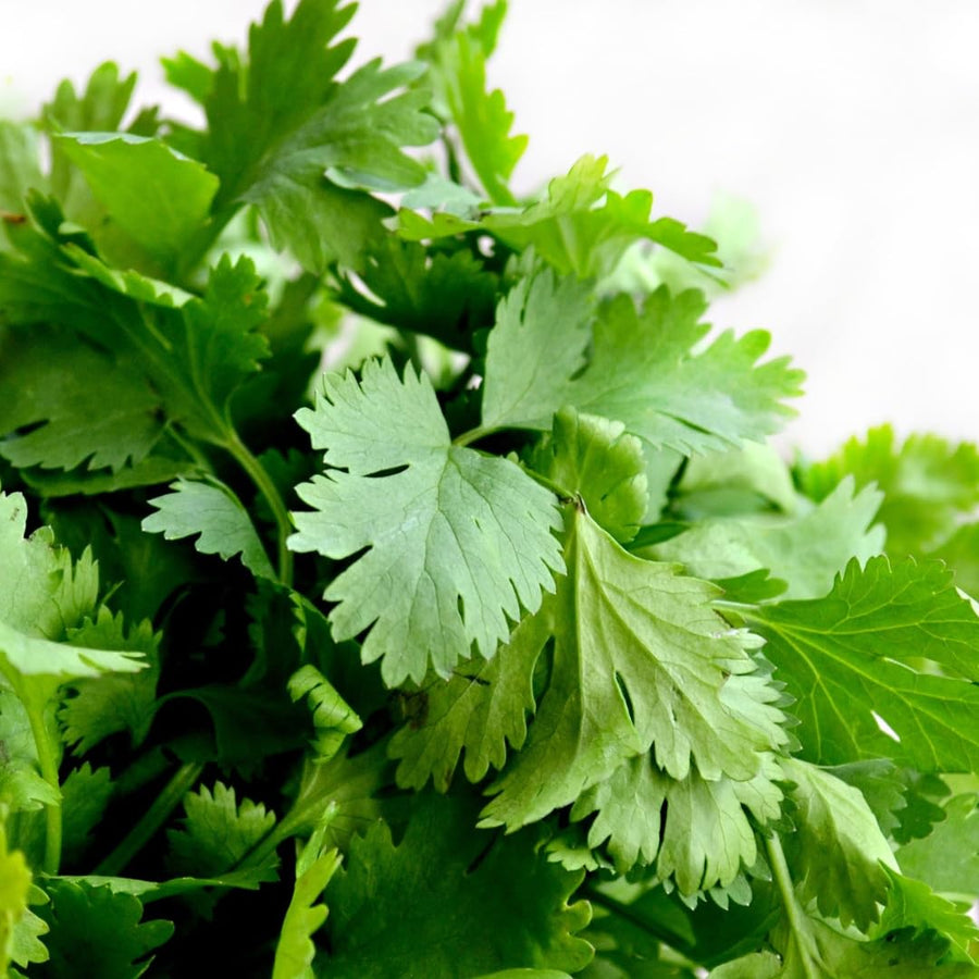 Pack 500 Cilantro Seeds, Cilantro Herb Vegetable, Herb Seeds for Planting and Garden Growing