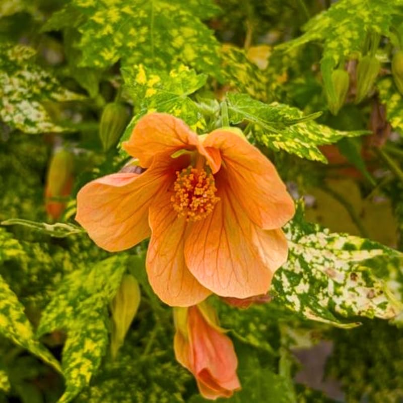 Variegated Abutilon Live Plant, Abutilon Flowering Vine, Trailing Lantern Flower Well Rooted 5-7 Inch Tall