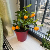 Calamondin Tree Live Plant, Calamansi Plant, 3 to 4 feet Tall, Calamondin Calamansi Trees Live Plants for Indoor Outdoor Planting