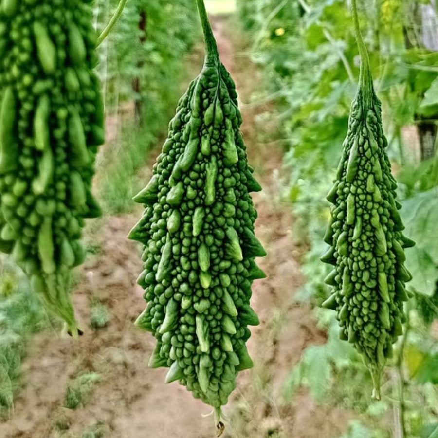 Bitter Melon Plant, 4-8 Inch Tall Plant in 4 Inch Pot - Green Bitter Gourd Vegetable Vine Plant for Outdoor Garden Trellis