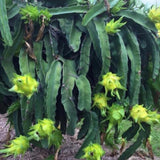 Yellow Dragon Fruit Plant Live Pot 4 Inc, Dragon Fruit Tree Gardening