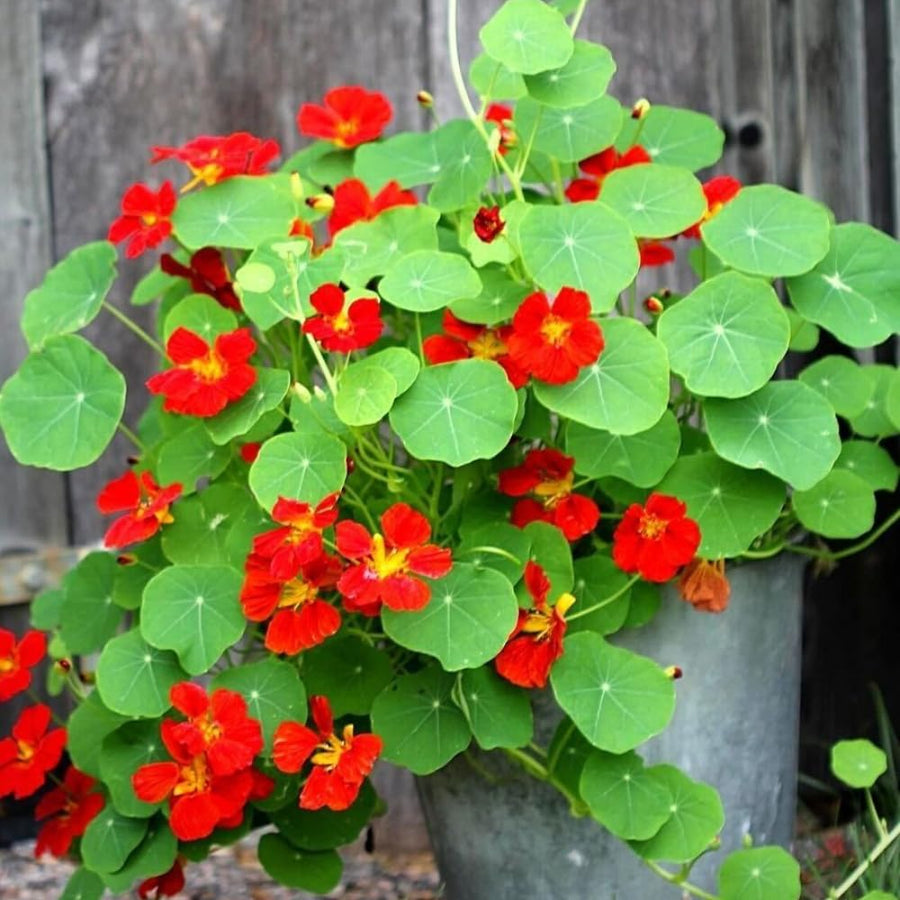 2 Pots Nasturtium Plants, 4 Inch Pot, 4-6″ Tall Nasturtium Flower Starter Plants, Trailing Garden Plant for Containers and Beds