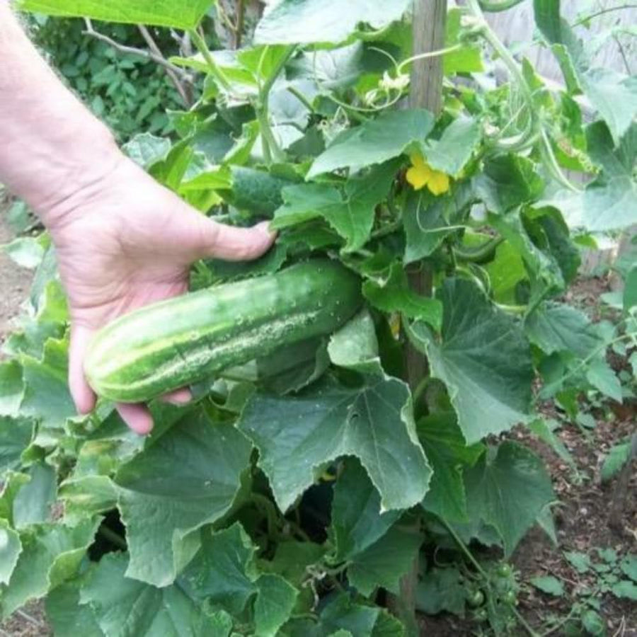 Cucumber Plants Live, 6-8 Inches Tall in 4 Inch Pot, 2 Plants Per Pot, Vegetable Plants for Garden or Containers