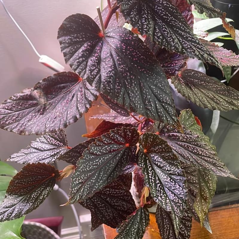 Angel Wing Begonia Live Plant, Polka Dot Begonia Maculata Plants, 4-7" Starter Indoor Outdoor Houseplant Décor, Air-Purifying and Easy Care, Pink Polka Dot