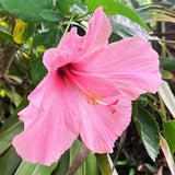 Set 4 Hardy Hibiscus Plants Live, Pink Hibiscus Flowers Bush Shrub Well-Rooted Plugs, 3-5" Tall, Ornamental Hibiscus Seedlings