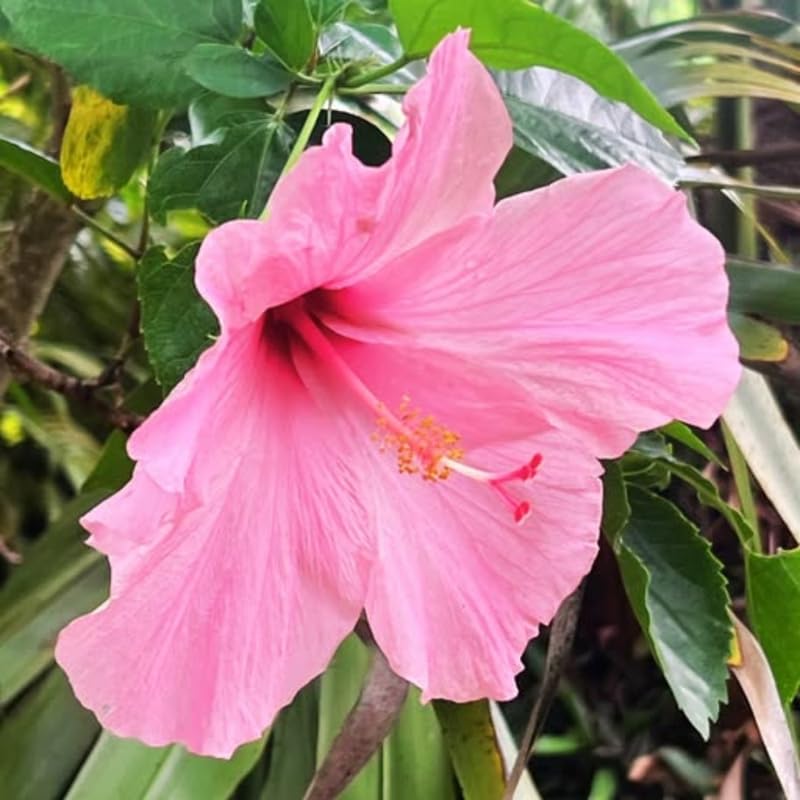 Set 4 Hardy Hibiscus Plants Live, Pink Hibiscus Flowers Bush Shrub Well-Rooted Plugs, 3-5" Tall, Ornamental Hibiscus Seedlings