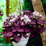 Purple Oxalis Triangularis Plant Live, 5-8 Inch Tall Purple Shamrock Houseplant, Indoor Decorative Foliage Plant, No Pot