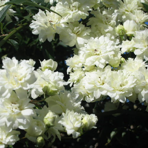 White Climbing Rose Live Plant, Stater Plant 5 to 9 Inches in Tall, No Pot, Climber
