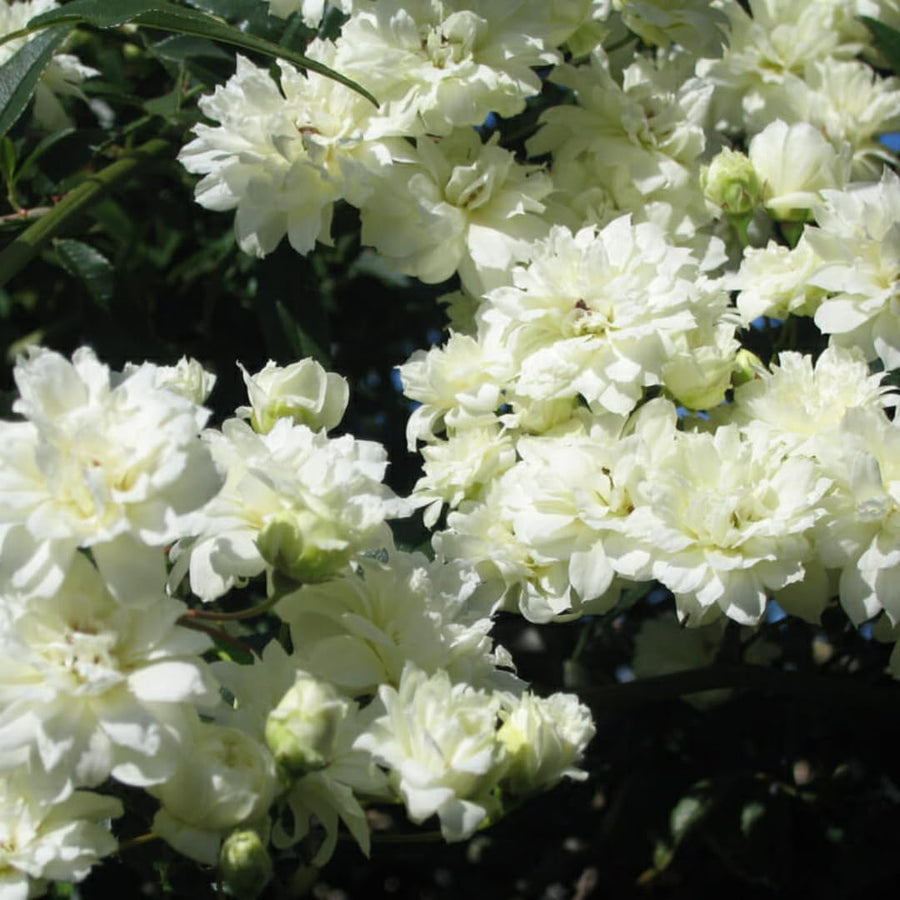White Climbing Rose Live Plant, Stater Plant 5 to 9 Inches in Tall, No Pot, Climber