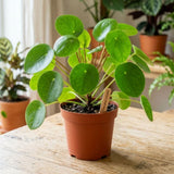 Live Money Plant - 4" Pot Pilea Peperomioides Live Houseplant, Money Plant Indoor Plant, Easy Care Decorative House Plant