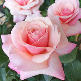 Rose Plant Live for Planting Ornamental Garden, 5-9 Inc Tall, Well-Rooted, Roses Bush Ready to Grow Outdoor, Fragrant Flowers Shrub, No Pot (Pink Rose)