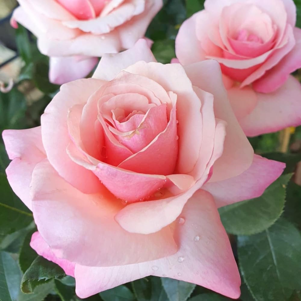 Rose Plant Live for Planting Ornamental Garden, 5-9 Inc Tall, Well-Rooted, Roses Bush Ready to Grow Outdoor, Fragrant Flowers Shrub, No Pot (Pink Rose)