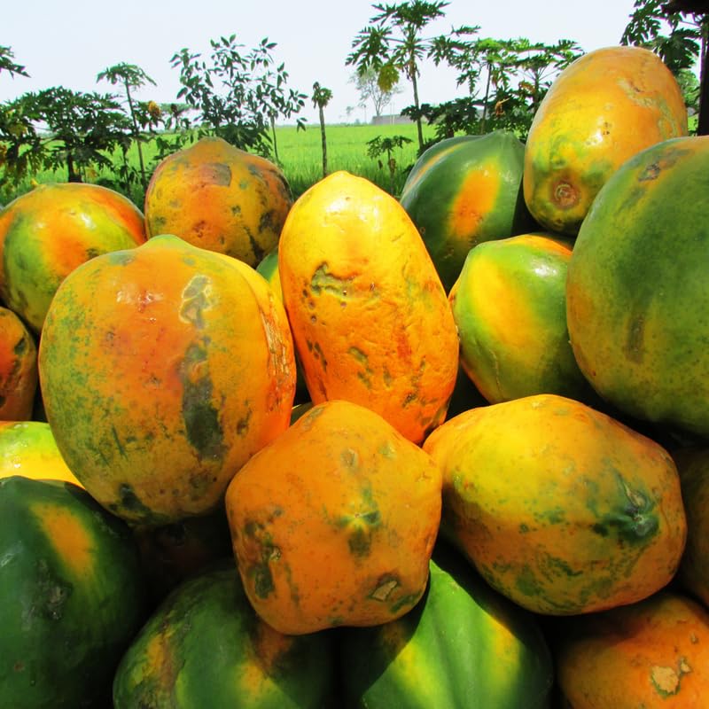 Papaya Tree Live Plant 5 to 10 Inc Tall in 4" Pot, Starter Plant Well-Rooted Fresh Fruit Plant Tropical Zones 9-11, No CA