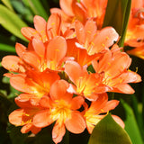 Orange Clivia Plant Live, Clivia Flowering Houseplant in 6 Inch Pot, Perennial Flowering Plant for Containers, Patios, and Indoors