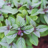 2 African Blue Basil Plants Live, 5 to 7'' Tall, Basil Live Plants for Herb Gardening, Well Rooted No Potted
